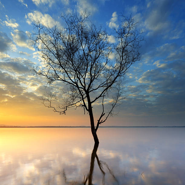 istock Lonely tree at water on a sunrise background 160892888