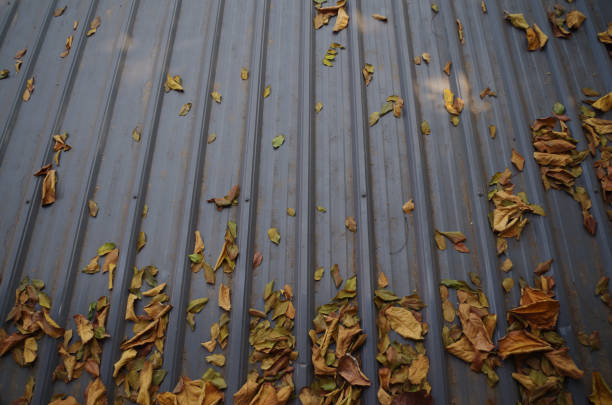 The fall leaves on the metal roof