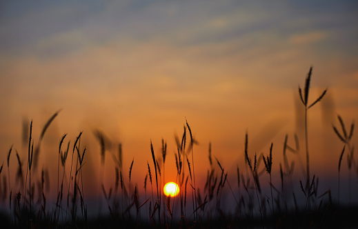 Silhouetted of the grass with sunset sky