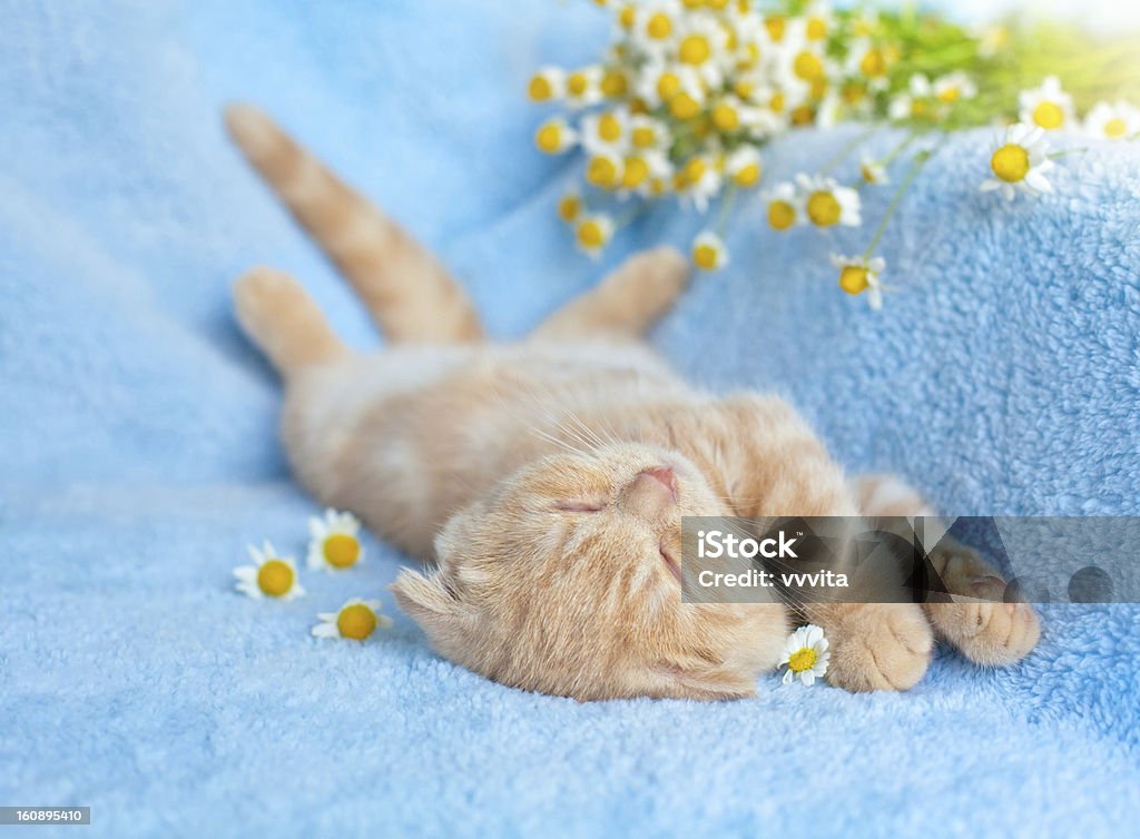 Mały Kot śpi w pobliżu chamomile - Zbiór zdjęć royalty-free (Bez ludzi)