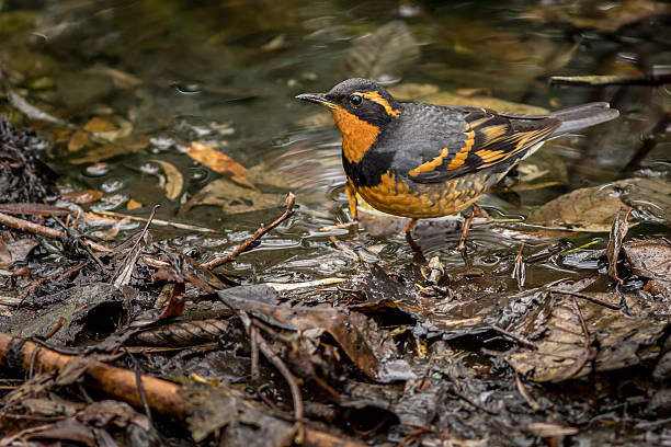 A Varied Thrush foraging for food at the edge of a pond among fallen leaves