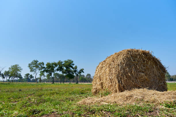 istock Bale of straw in the cattle field 1608955268