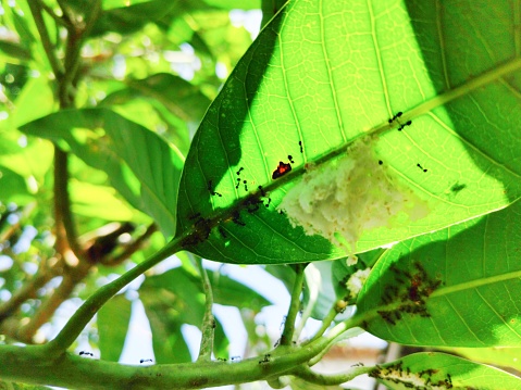 spider eggs and black ants behind green leaves