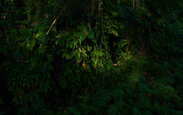 istock sunlight on the leaves in the forest 1608956282