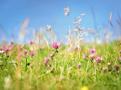 Little Creve Coeur Marsh - Thistle Flower & Green Background