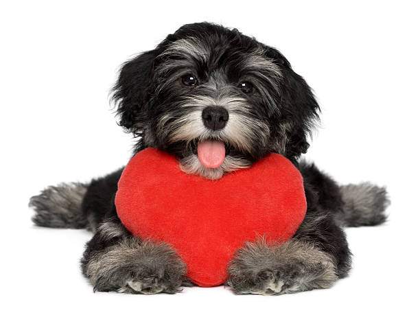 amante dos namorados havanese cachorrinho com um coração vermelho cachorro - valentines day friendship puppy small - fotografias e filmes do acervo