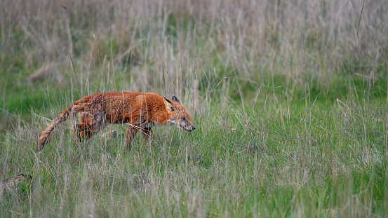 Elegant red fox, vulpes vulpes, taking a step with front leg on a glade with green grass in summer nature. Curious wild animal predator with orange fur walking from side view