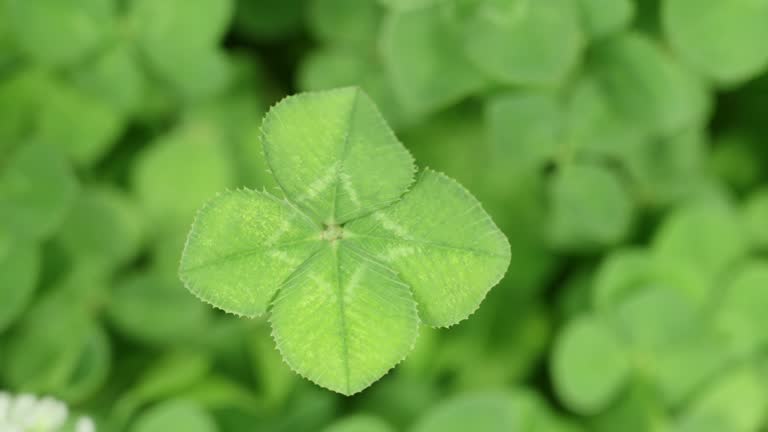 A four-leaf clover photographed from a close-up bird's-eye view