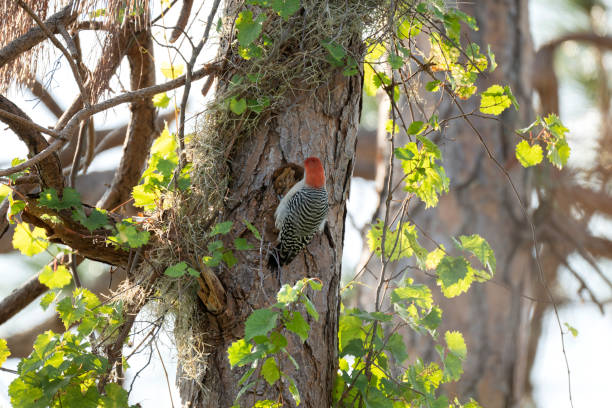 istock A red-bellied woodpecker bird perched on a tree branch in summer Florida woods 1608963721