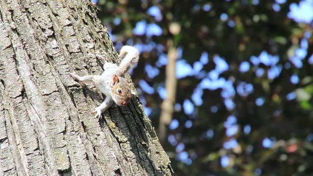 Nervous young squirrel on tree branch after it ventured out of its nest