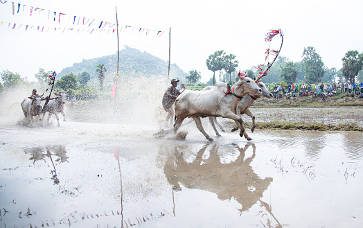 Seven Mountains Cow Racing Festival in An Giang Province