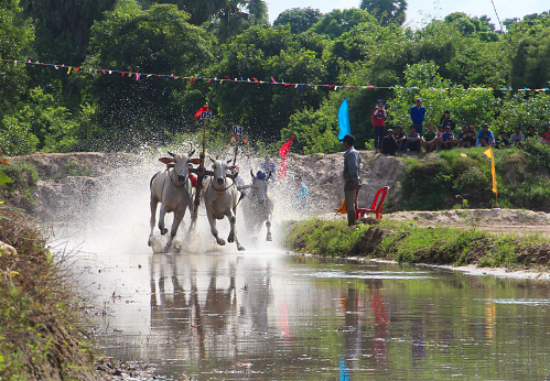 Every end of August and beginning of September of the lunar calendar coincides with the Dolta festival. If you have the opportunity to visit the majestic Seven Mountains, take the time to participate in the An Giang Seven Mountain Cow Racing Festival to understand more about the unique culture of the Khmer people living at the foot of the magical That Son mountain range.