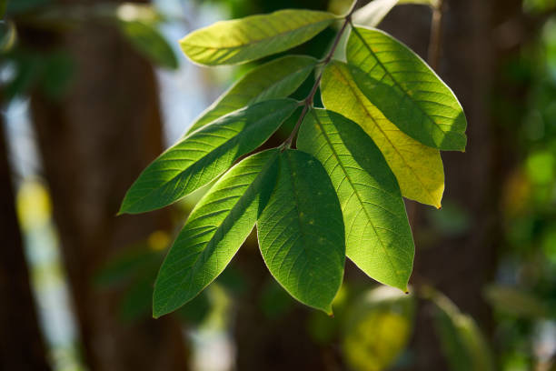 istock green leaves in the sun 1608988350
