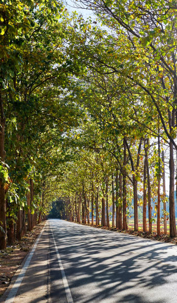 istock An asphalt road along a tunnel of trees 1608988355