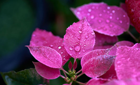 The Raindrops on pink leaves