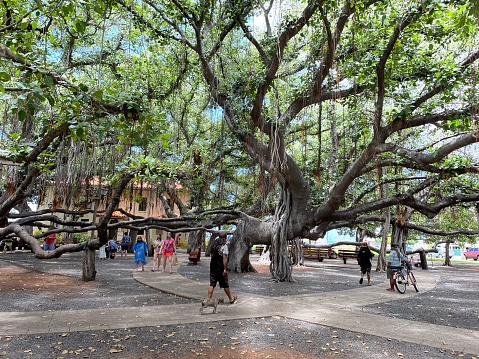 People wonder under the historic banyan tree in the heart of Lahaina Town on the Island of Maui.