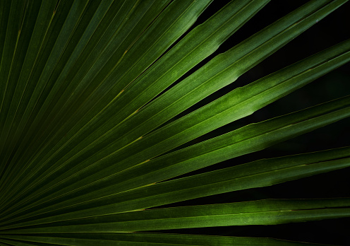 Green palm leaf with light and shadow