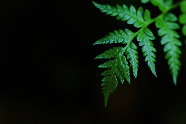 istock Close-up green fern leaf on black background 1608988931
