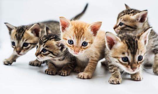 Five cute kittens isolated on white background and with copy space