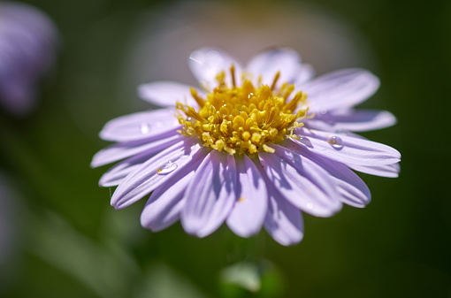 Close-up the daisy flower with water drops on its