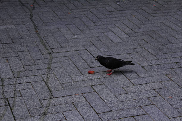 istock A gray pigeon eating a bread on paving tile in Liverpool, UK. 1608989891