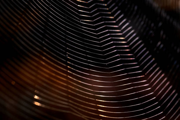 Close-up view of the spider web