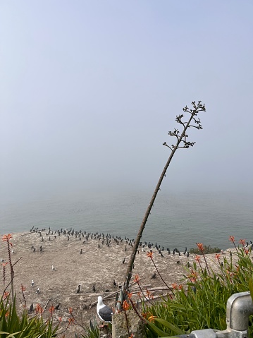 This photo captures birds overlooking the vast fog on the edge of Alcatraz Island during a gloomy day.
