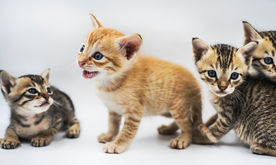 Four cute kittens isolated on white background with copy space