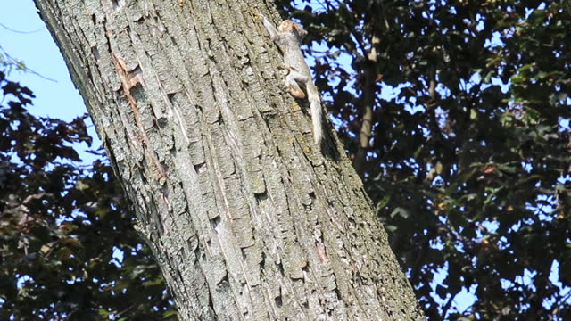 Nervous baby squirrel works up the confidence to pop out of its nest