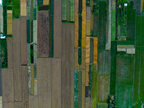 Abstract aerial photo of colorful vegetable fields in the coastal area of Go Cong, Tien Giang province