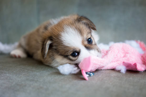 sit on sofa and destroy toys