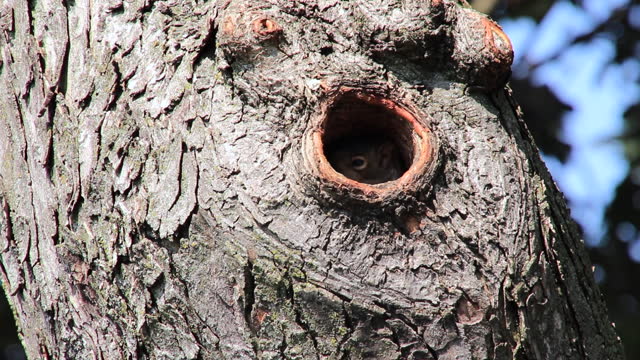 Cute baby squirrel pops in and out of its den in a cavity.
