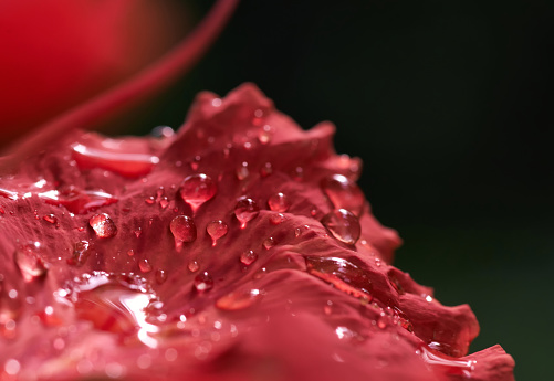 The Raindrops on red petal