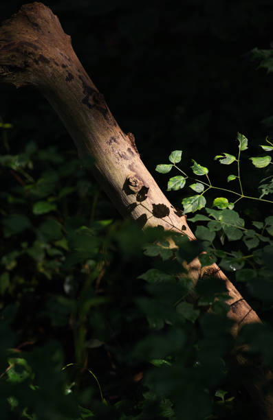 istock Sunlight and shadow of leaves on the tree trunk in the forest 1609016836