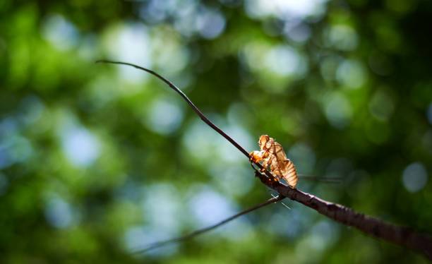 istock The cicada molt on the black twig 1609027858