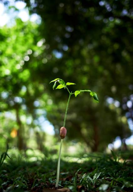 istock Close-up seedling in the sunlight 1609027859