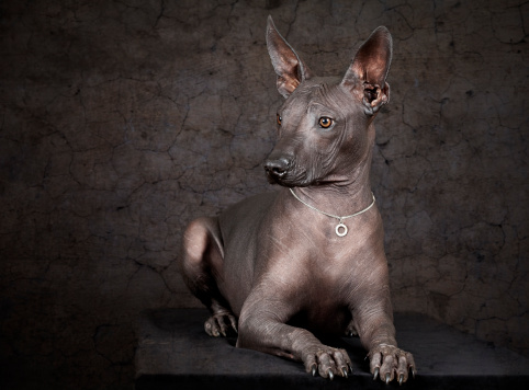 Portrait of Mexican xoloitzcuintle dog against grunge background.