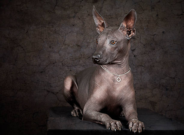 Xolo. Mexican hairless dog stock photo