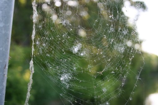Spider web with dew drops close-up. At dawn.