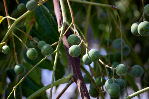 Close-up of green fruits Melia azedarach or Chinaberry tree. Cape lilac, syringa berrytree, Persian lilac, Indian lilac.
