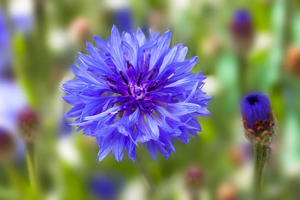 голубой василек в луг - meadow single flower bud cornflower стоковые фото и изображения