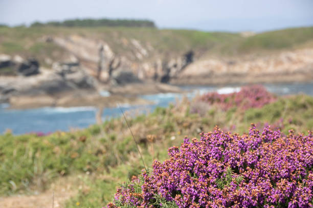 istock Atlantic coast in Galicia, Spain 1609037702