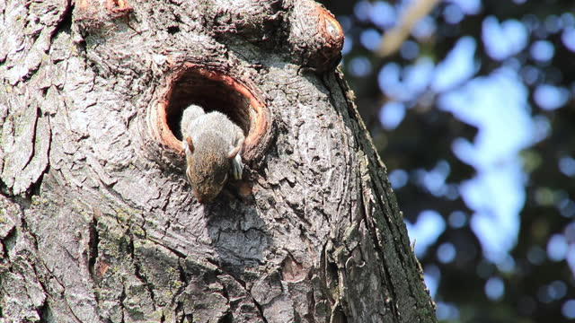 Young, sleepy squirrel emerges from his nest in a tree cavity.