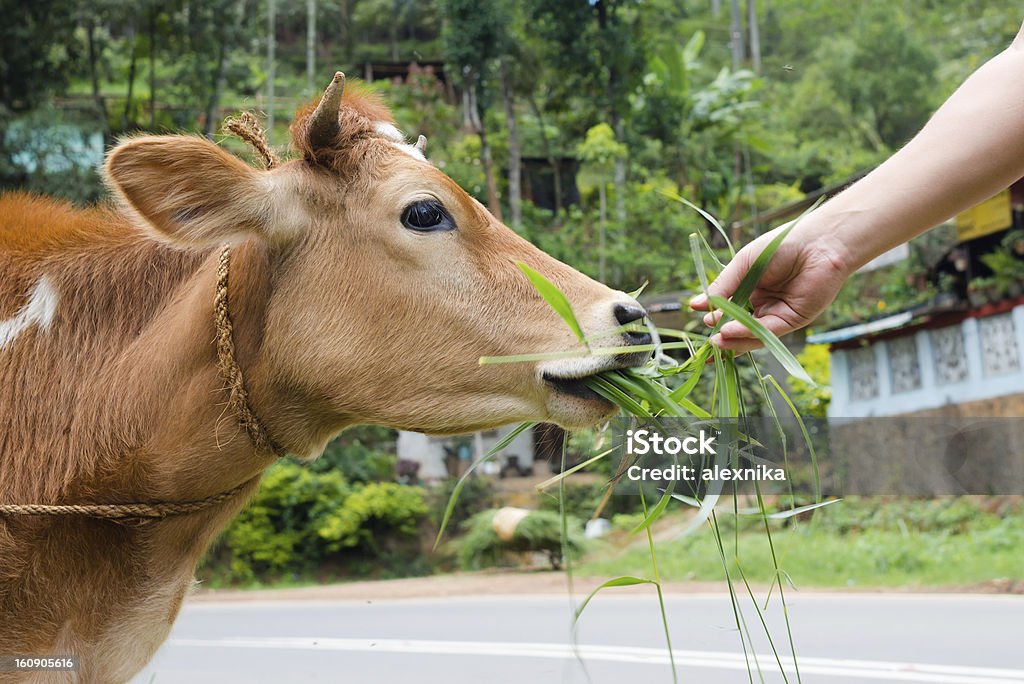 Cow ist fed Gras von hand im Freien - Lizenzfrei Kalb Stock-Foto