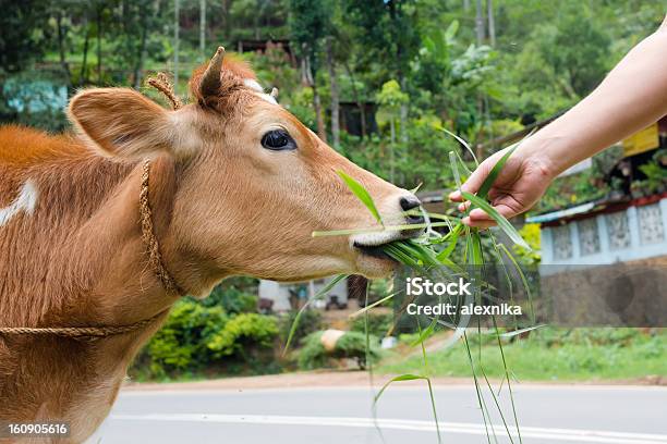 Cow Ist Fed Gras Von Hand Im Freien Stockfoto und mehr Bilder von Kalb - Kalb, Agrarbetrieb, Asien