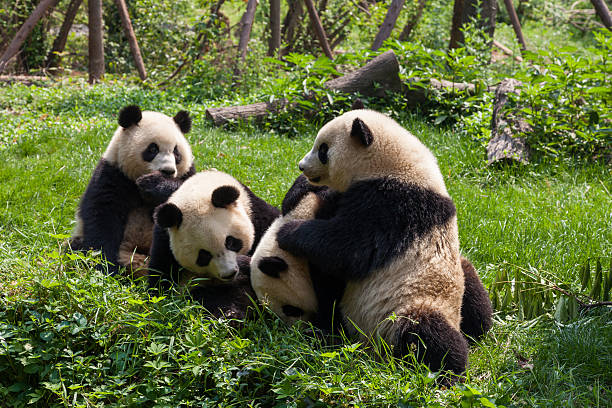 istock Great Pandas playing together - Chengdu, Sichuan Province, China 160905973