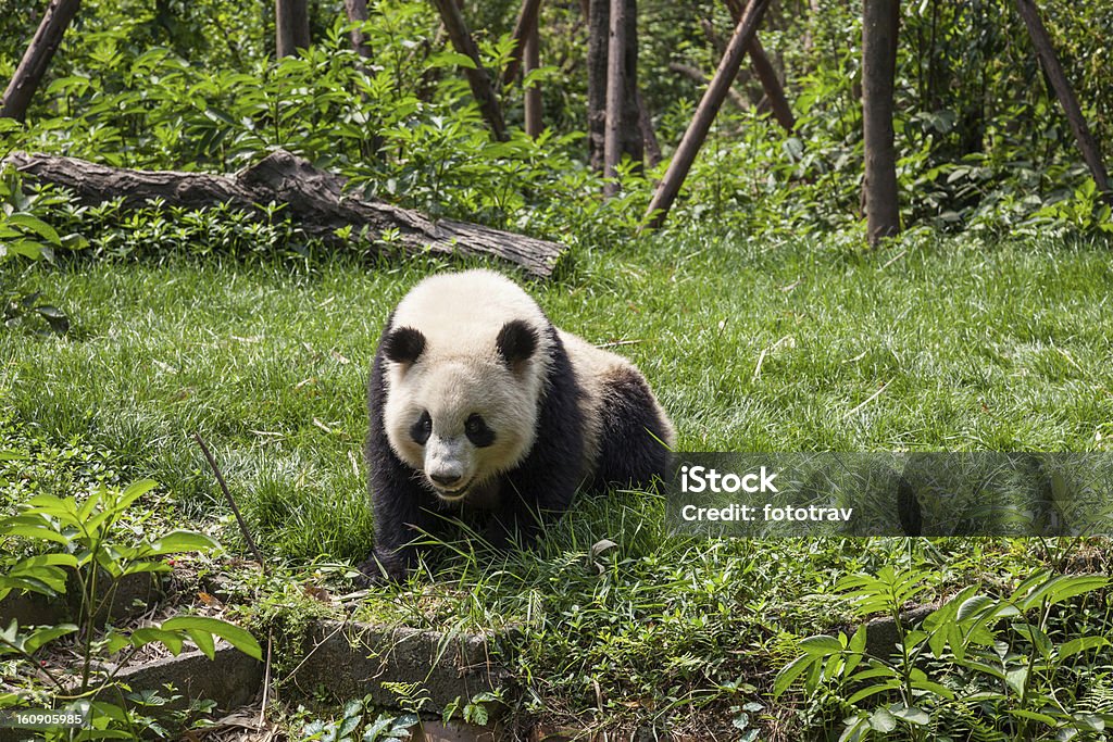 큰 판다-Chengdu, Sichuan Province, China - 로열티 프리 곰 스톡 사진