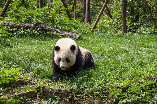 Funny and Fluffy Brown Panda, Qi Zai, Luoguantai Forest Park, Xi'an , China