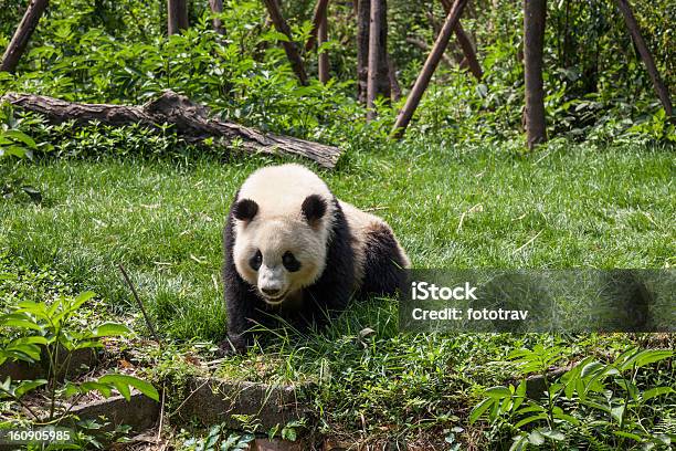 Foto de Grande Pandachengdu Província De Sichuan China e mais fotos de stock de Animais em Extinção - Animais em Extinção, Chengdu, China