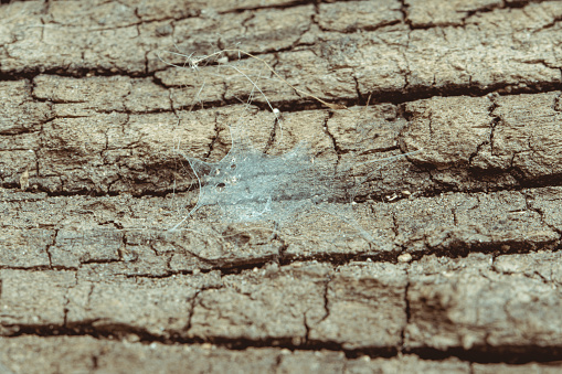 Closeup of spider web on old wood. Shallow depth of field.